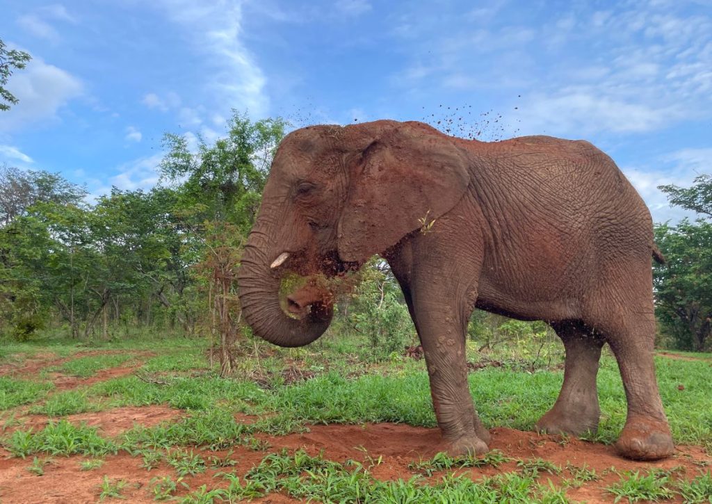 Wild is Life USA - Moyo 5