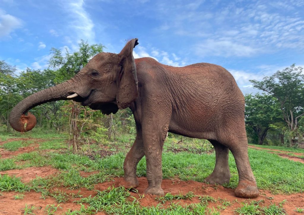 Wild is Life USA - Moyo 4
