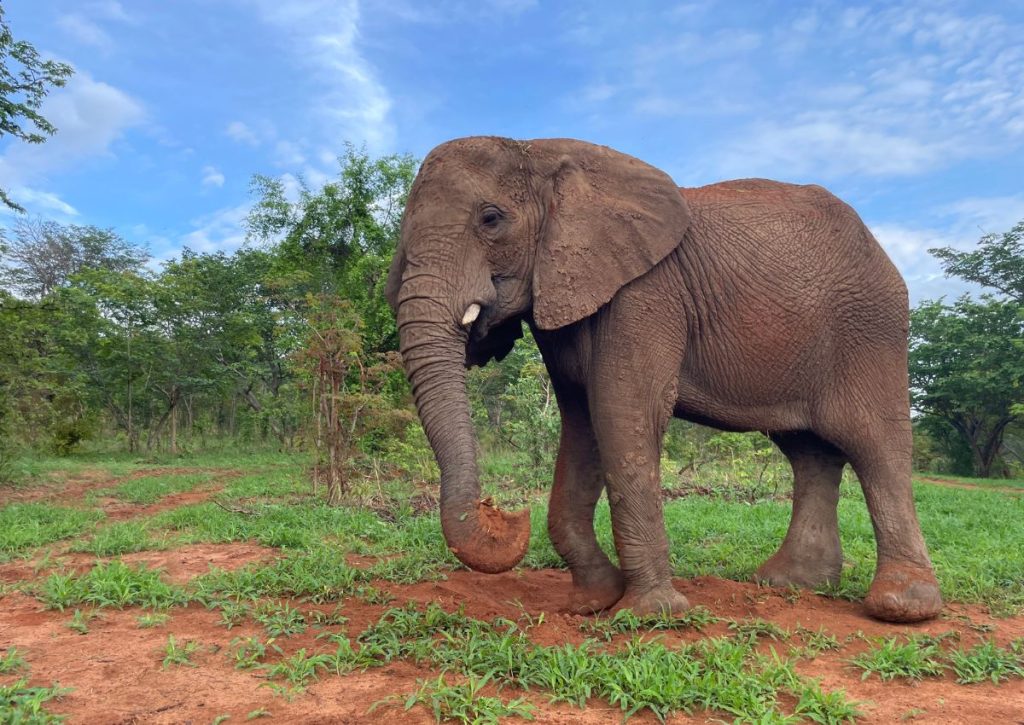Wild is Life USA - Moyo 6