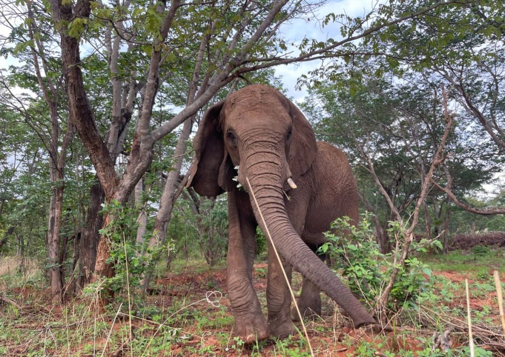 Wild is Life USA - Moyo 2