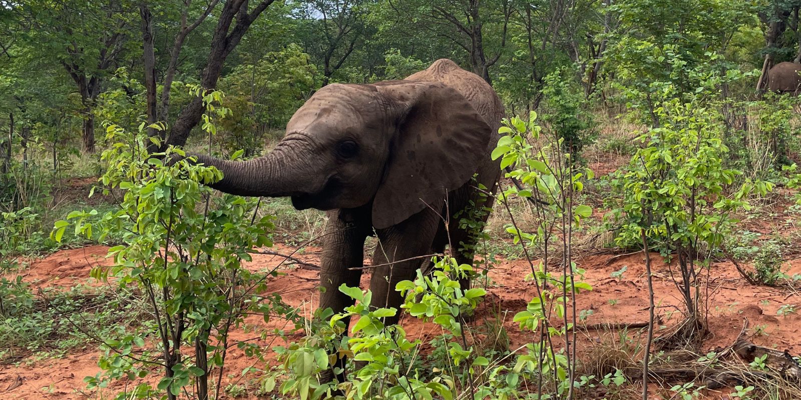 Wild is Life USA - Moyo